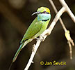 Green Bee-eater