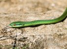 Green Tree snake