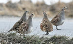 Grey Partridge