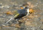 Grey Wagtail