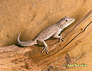 Harlequin Iguana