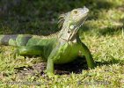 Iguana verda