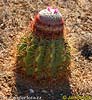 Kaktusu dzimta