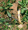 Kobra środkowoazjatycka