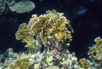 Koraldyr
