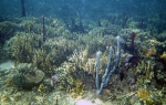 Koralldjur