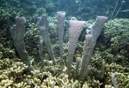 Koralo