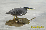 Little green Heron