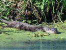 Loutre d'Europe