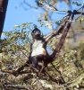 Macaco-aranha-de-geoffroy