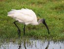 Nigrakapa ibiso