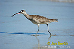 Numenius phaeopus