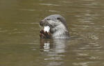 Nutria europea