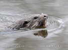 Nutria europea