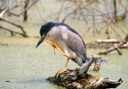 Nycticorax nycticorax