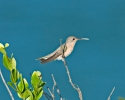Ockrabröstad kolibri