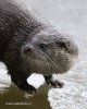 Otter dier