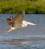 Pelicano-cinzento