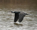 Phalacrocorax carbo