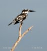 Pied Kingfisher