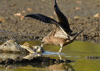 Pomarine Skua