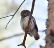 Pygmy Owl