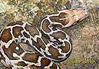 Python molure