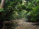 Rain forest, Darien