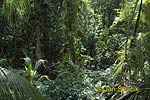 Rain forest, National park Cahuita