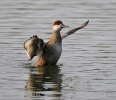 Red-crested Pochard