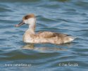 Red-crested Pochard