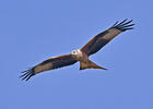 Red Kite