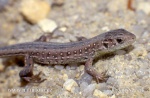 Sand Lizard