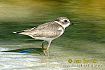 Semipalmated Plover