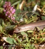 Slow Worm