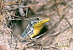 Snake-eyed Lizard