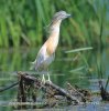 Squacco Heron