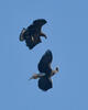 Steller's Sea Eagle, White tailed Eagle