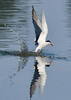 Sterna hirundo