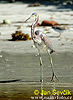 Trikolora egreto