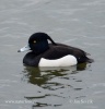 Tufted Duck