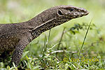 Varanus bengalensis