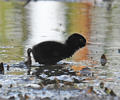 Water Rail