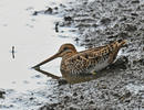 Watersnip