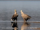 White-tailed Eagle