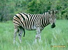 Zebra di Burchell