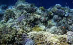 אלמוגים