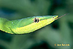綠蔓蛇