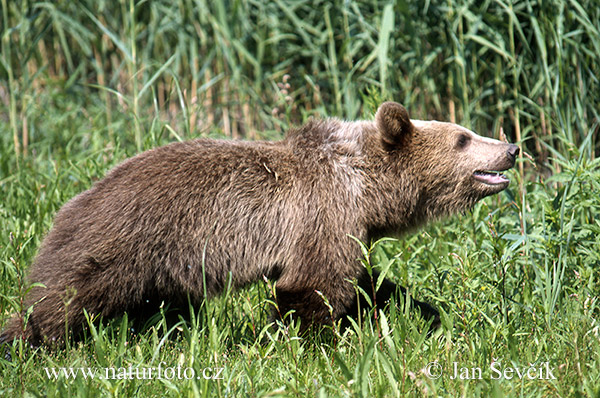 Ursus arctos