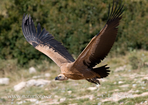 Vulturul pleșuv sur